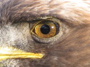 {Information |Description=Sierra, a golden eagle who lives at the San Francisco zoo |Source=[http://www.flickr.com/photos/peterkaminski/3163654917/ Eagle Eye] |Date=2008-12-27 15:16 |Author=[http://www.flickr.com/people/35034359460@N01 Peter Kaminski] fr