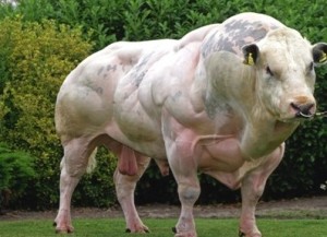 http://dailybuzzlive.com/super-mutant-cow-steroids/