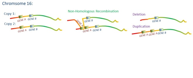 Duplication caused by recombination between two copies of the same chromosome, but different regions: one copy loses a gene in this process and the other gains one. 