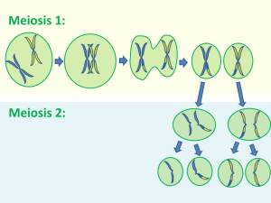 Meiotic cell division results in four daughter cells with half the genetic material required for a  new organism. Recombination events between pairs of chromosomes create daughter cells with different combinations of genes. 