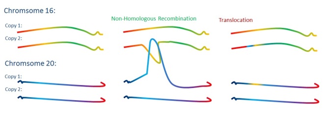 Translocation: When two different chromosomes recombine the result is 'translocation' of the swapped sequences
