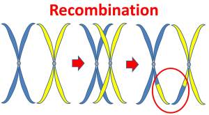 recombinationz